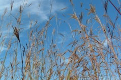 Big bluestem patch h