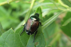 Japanese beetle