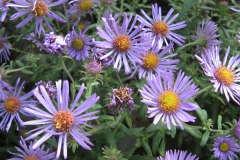 asters new england