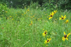 field Bl eyed susans skunks