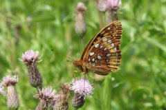 fritillary skunks