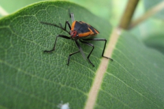 milkweed bug face