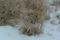 winter grasses 2