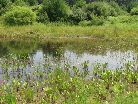 Wetland Restoration