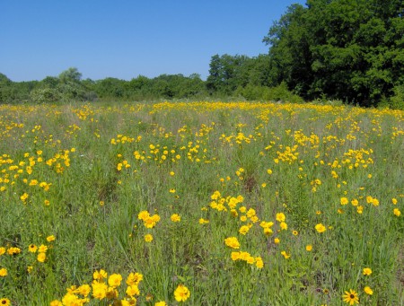 https://www.elginstewardshipcouncil.com/accomplishments/tall-grass-summer/